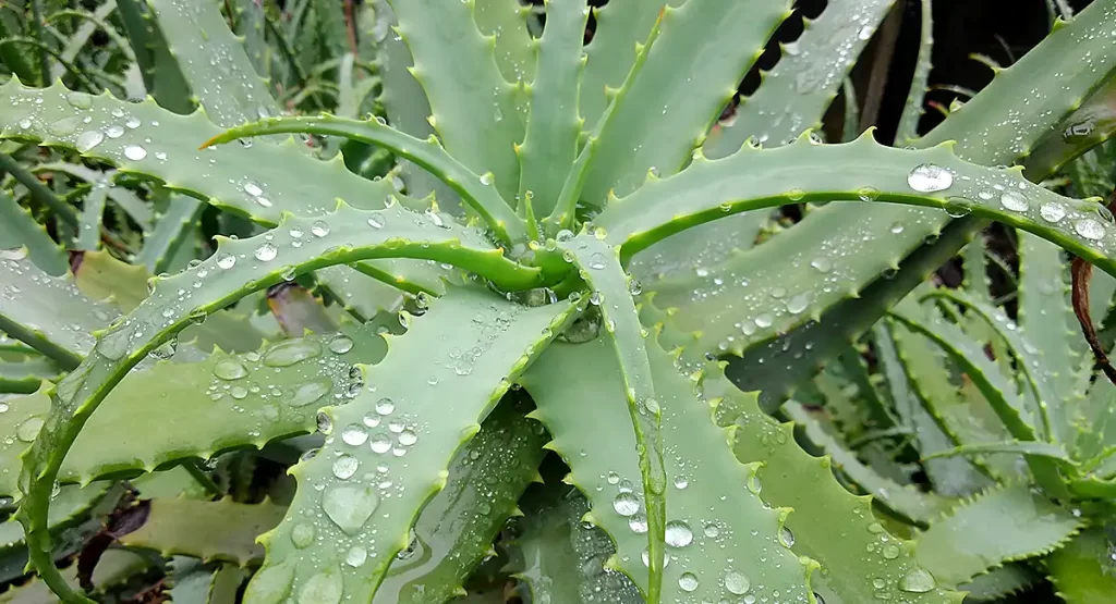 キダチアロエ