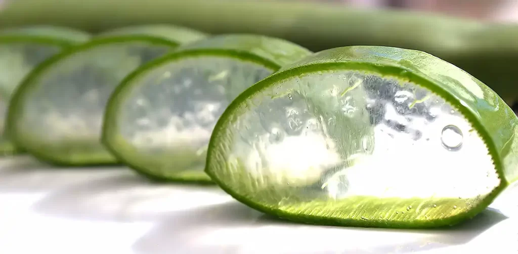 カットしたアロエベラの葉